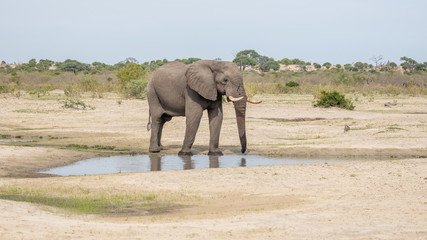 Obraz premium big elephant bull drinking water in botswana