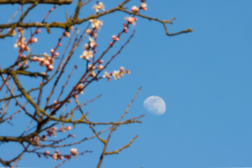 month and apricot branches in bloom