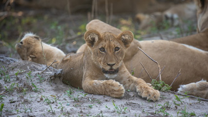 lion cub in the grass on safari in botswana