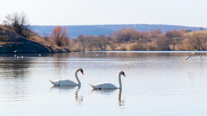 Two swans floating on the river, landscape with swans
