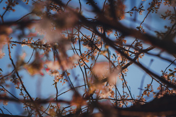 tree branches against blue sky