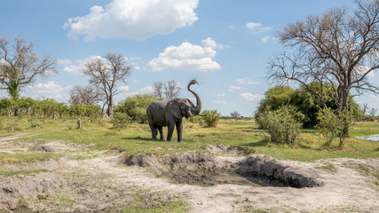elephant bull taking a mud bath on safari in botswana