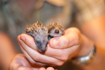 portrait d'un mignon nouveau-né d'hérisson dans une main  de femme