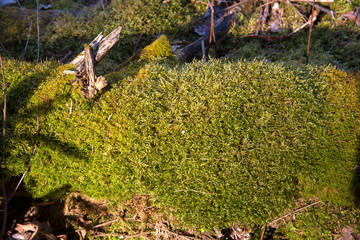 Green moss on the trunk of an old rotten tree that fell to the ground in the forest. Dead wood in wildlife background