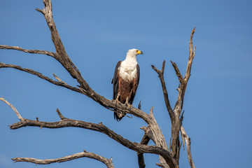 fish eagle resting in botswana