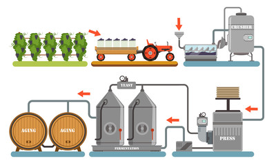 Wine Production Process, Alcoholic Beverages Making Equipment, Grapes Harvesting, Crushing, Pressing, Fermentation, Aging Vector Illustration