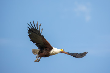 fish eagle in flight in botswana