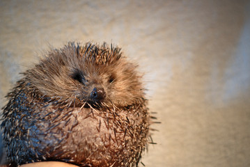portrait d'une boule d'hérisson dans une main 