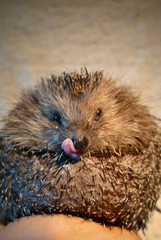 portrait d'une boule d'hérisson dans une main 