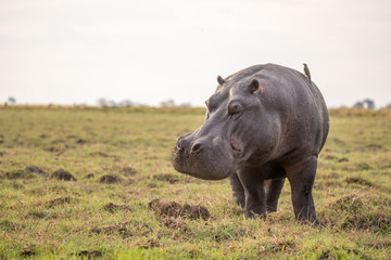 hippopotamus feeding on the chobe river in botswana