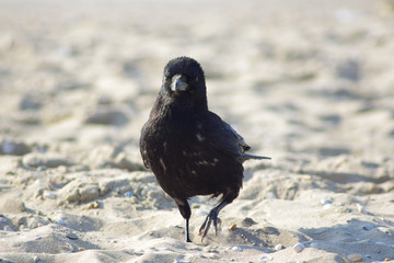 crow on the beach
