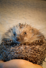 portrait d'une boule d'hérisson dans une main 