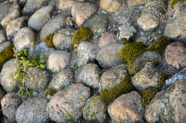 spring. moss breaks through the stones
