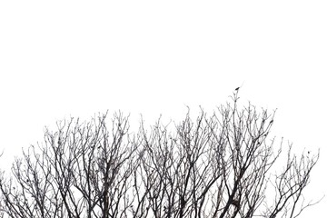 Blurred a row of  dead tree branches with a group tropical birds sitting on the top ,white isolated background