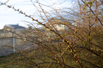 spring. the buds on the trees
