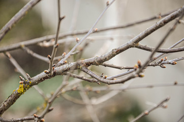 spring. the buds on the trees