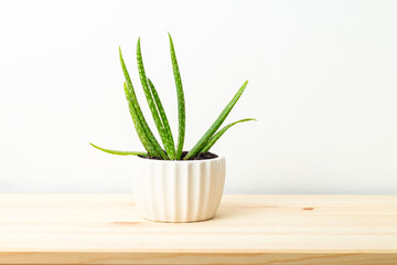 Aloe vera in a white ceramic flowerpot on a wooden shelf.  Home garden. Close-up
