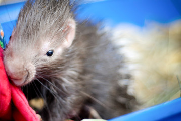 portrait d'un mignon bébé porc-épic 