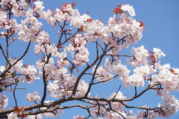 桜
