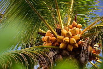 The coconuts palm tree on Seychelles