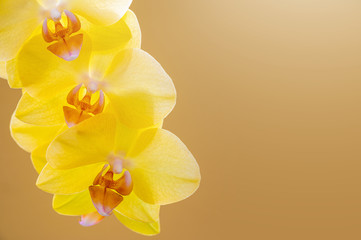 feng shui background yellow orchid 