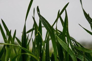 Green grass. Drops of dew on the green grass. Raindrops on green leaves. Water drops. Macro photo