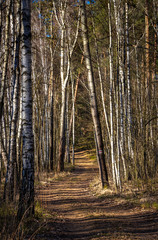 Leśny szlak przez zagajnik brzozowy