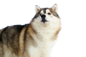 Siberian Husky dog  gray and white colors portrait with white background.