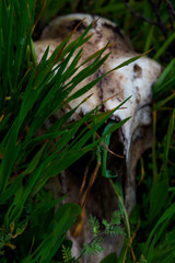 Green grass. Drops of dew on the green grass. Raindrops on green leaves. Water drops. Macro photo