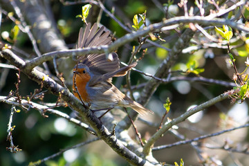 Robin Redbreast Bird about to take flight