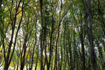 아름다운 가을 숲