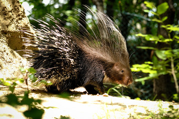 portrait d'un de porc-épic dans la forêt