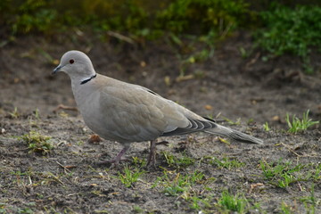 gołąb