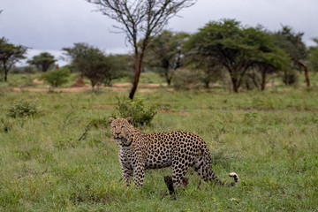 Leopard stehend
