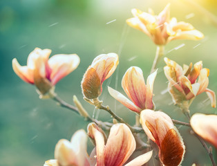 Delicate magnolia flower of unusual pastel color on a branch on a natural garden background. Vintage art photo. © Ann Stryzhekin