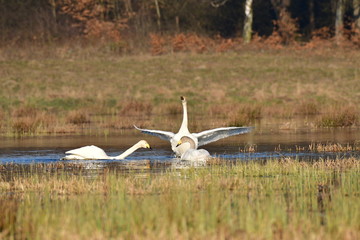 łabędzie © feculak