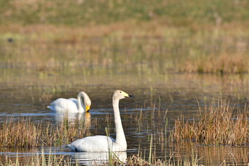 łabędzie © feculak