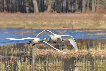 łabędzie © feculak