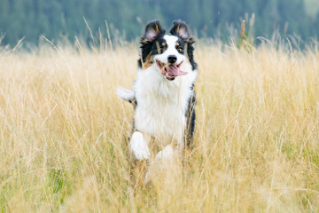 Naklejka na ściany i meble Australian Shepherd dog in autumn meadow. Happy adorable Aussie dog walking in grass field. Beautiful adult purebred Dog outdoors in nature.