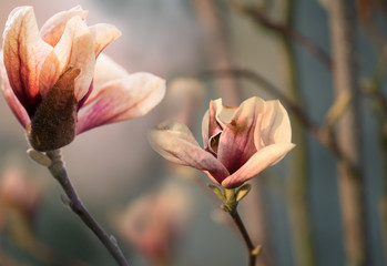 Delicate magnolia flower of unusual pastel color on a branch on a natural garden background. Vintage art photo.