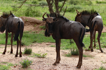 Drei Gnus