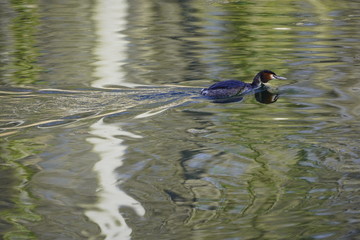 Grebe bird in the forest, near lake, nature