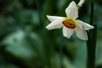 Sofia, Bulgaria - April 6, 2020. Daffodils shying in a rainy spring day. 