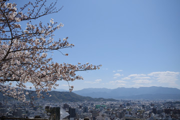 松山城　桜