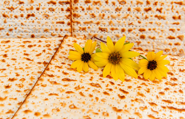 Unleavened bread food - matzah and yellow flowers for Jewish Passover Holiday 