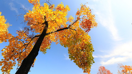 가을 하늘과 단풍