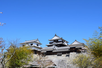 松山城　桜