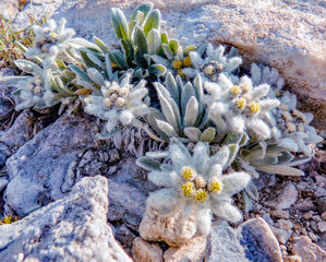 Pirin mountain national park, Bulgaria - July CIRCA, 2017. Bunches of edelweiss hiding in the...