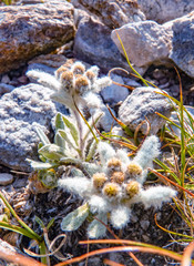 Pirin mountain national park, Bulgaria - July CIRCA, 2017. Bunches of edelweiss hiding in the rocks. 