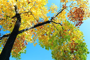 가을 하늘과 단풍